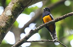 Gartered Trogon